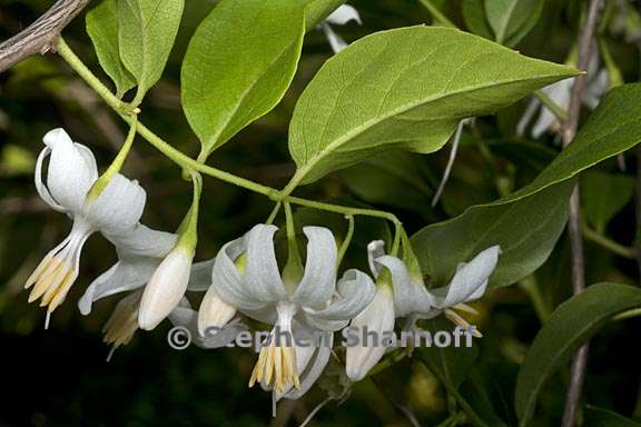 styrax americanus 1 graphic